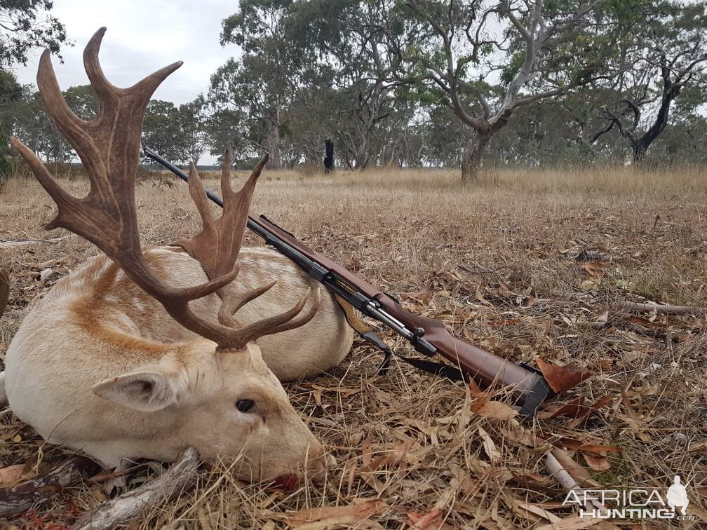 Fallow Deer Hunting Australia