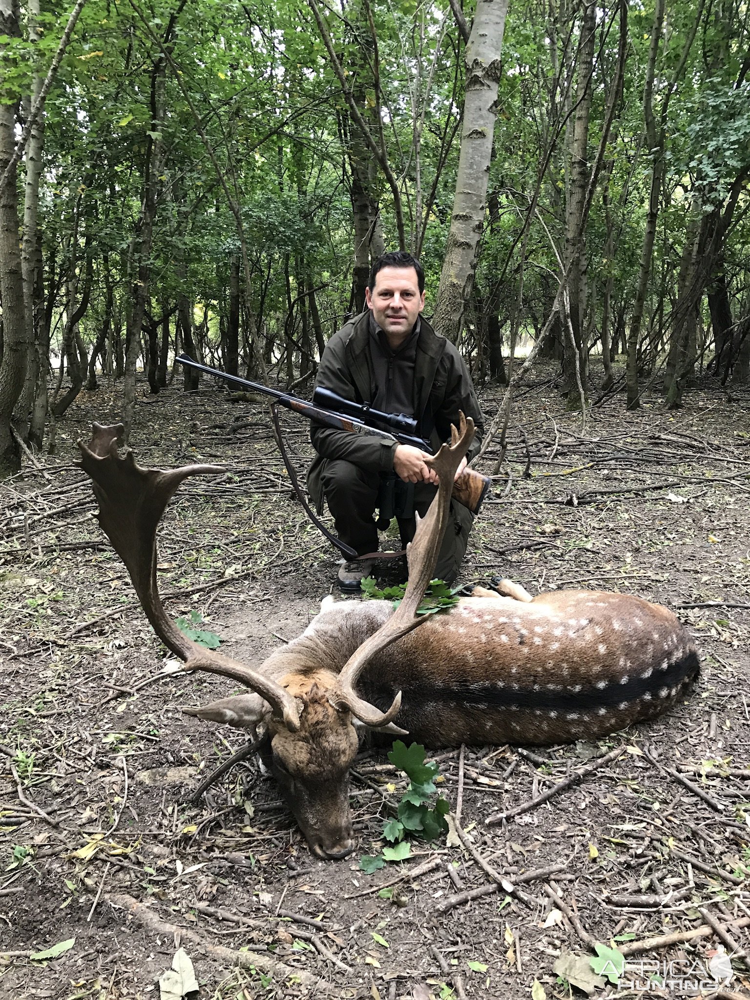Fallow Deer Hunting Romania
