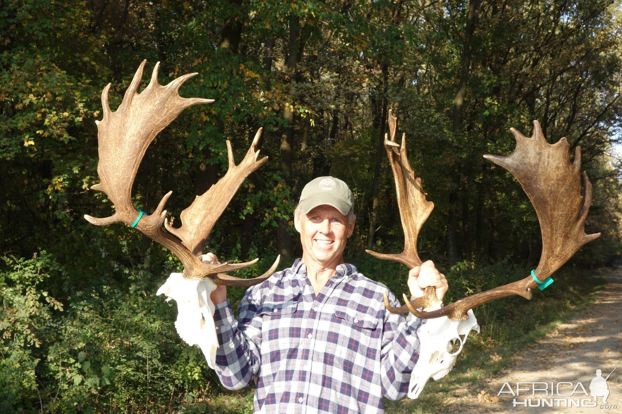 Fallow Deer Hunting Romania