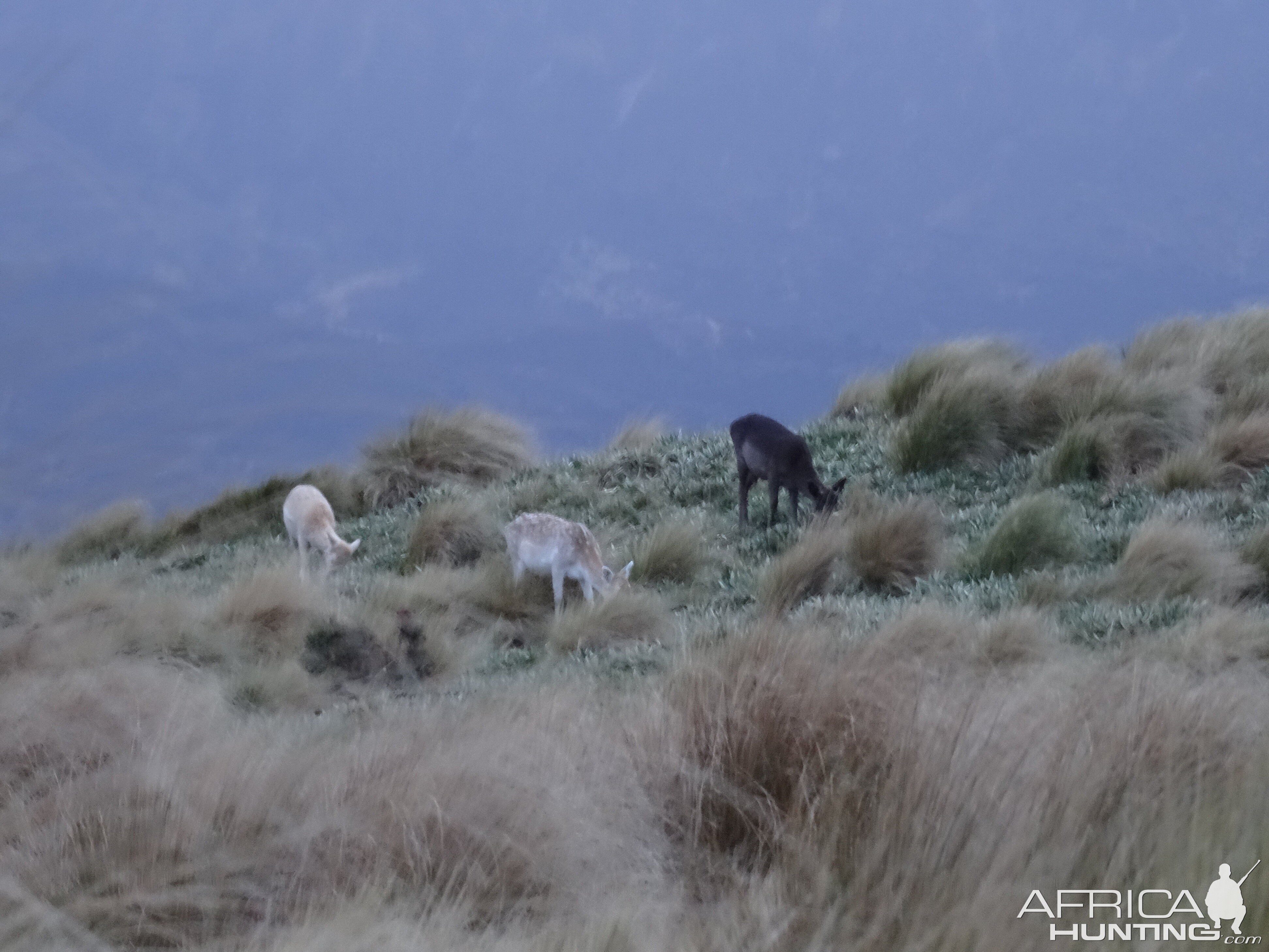 Fallow Deer in New Zealand