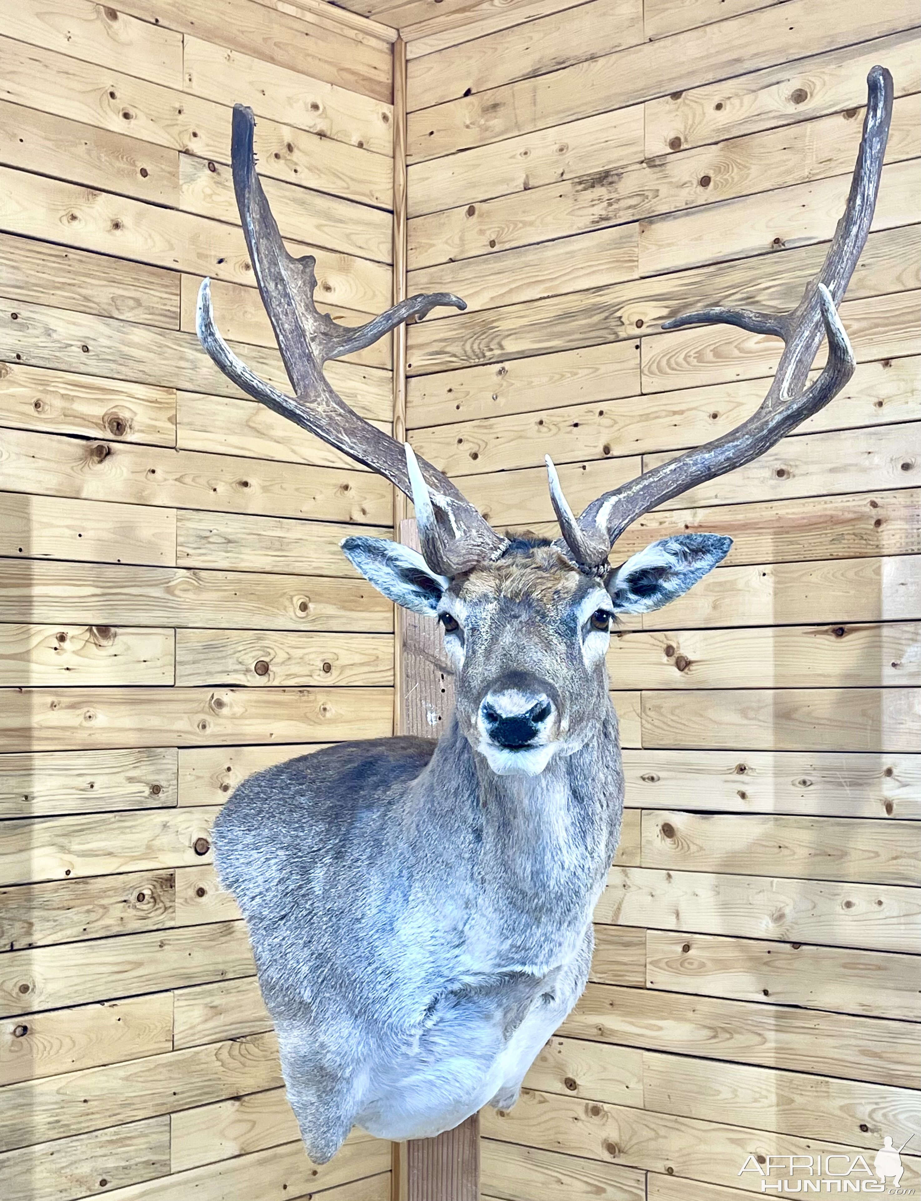 Fallow Deer Shoulder Mount Taxidermy