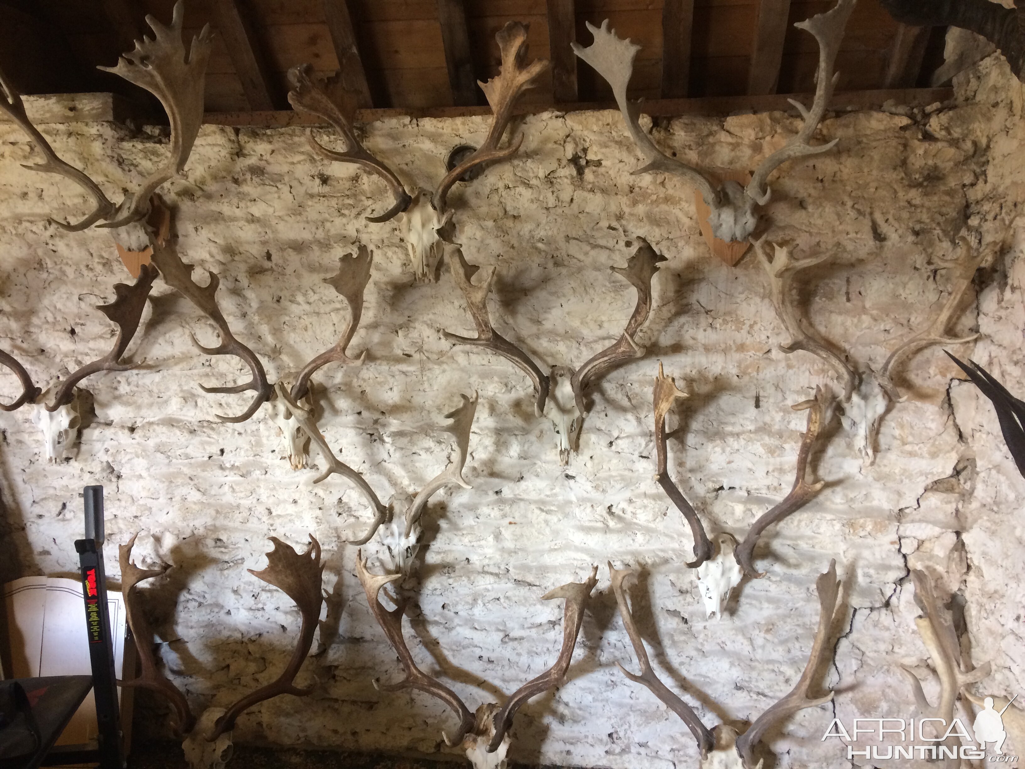 Fallow Deer Skull Mounts