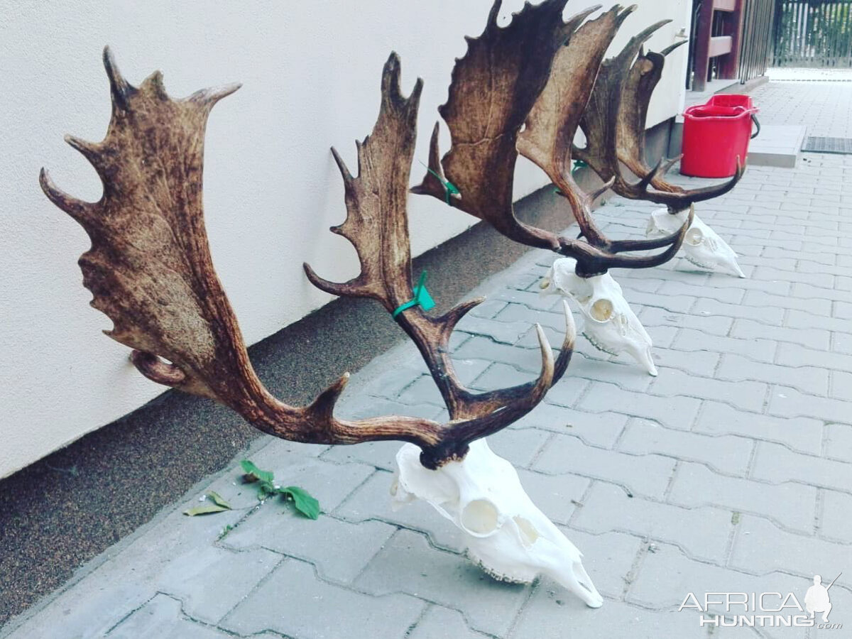 Fallow Deer Skull