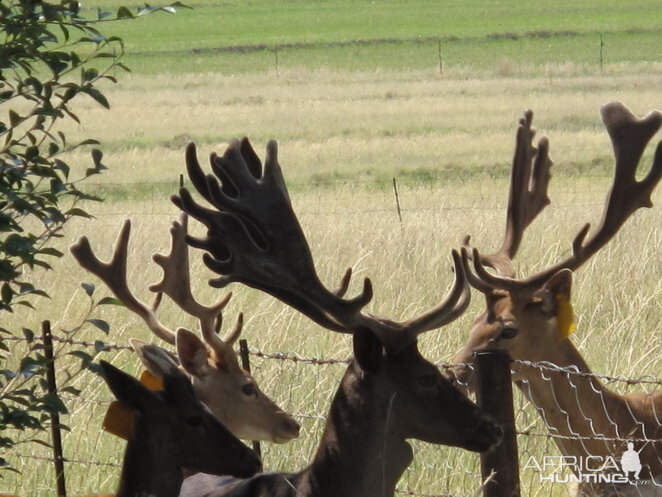 Fallow Deer