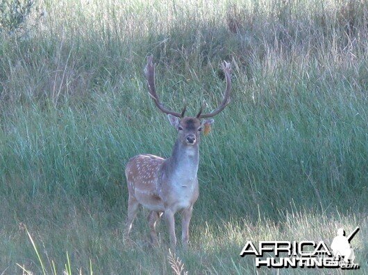 Fallow Deer