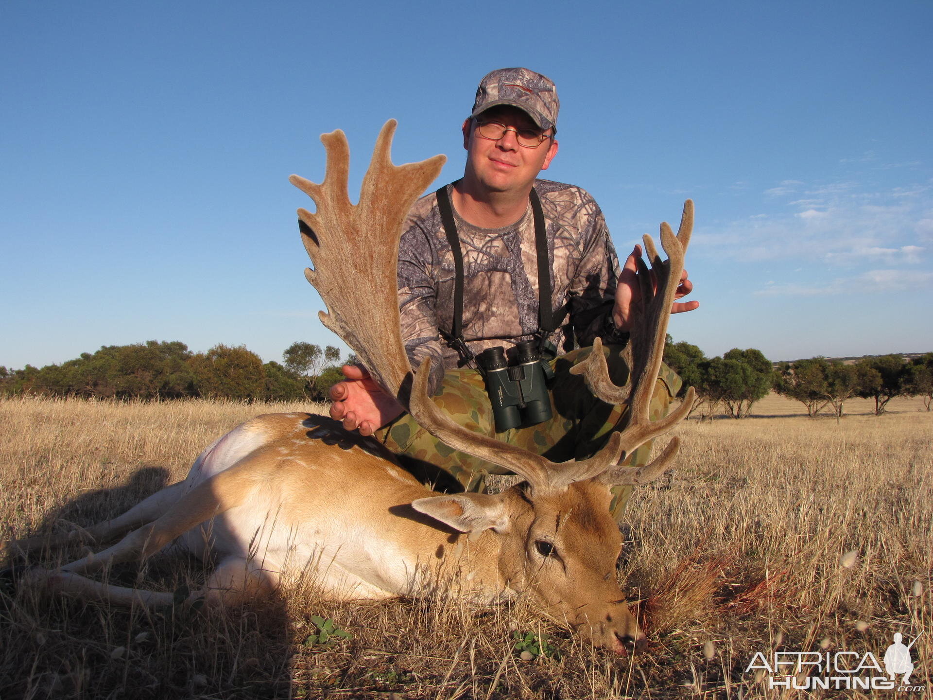 Fallow Deer