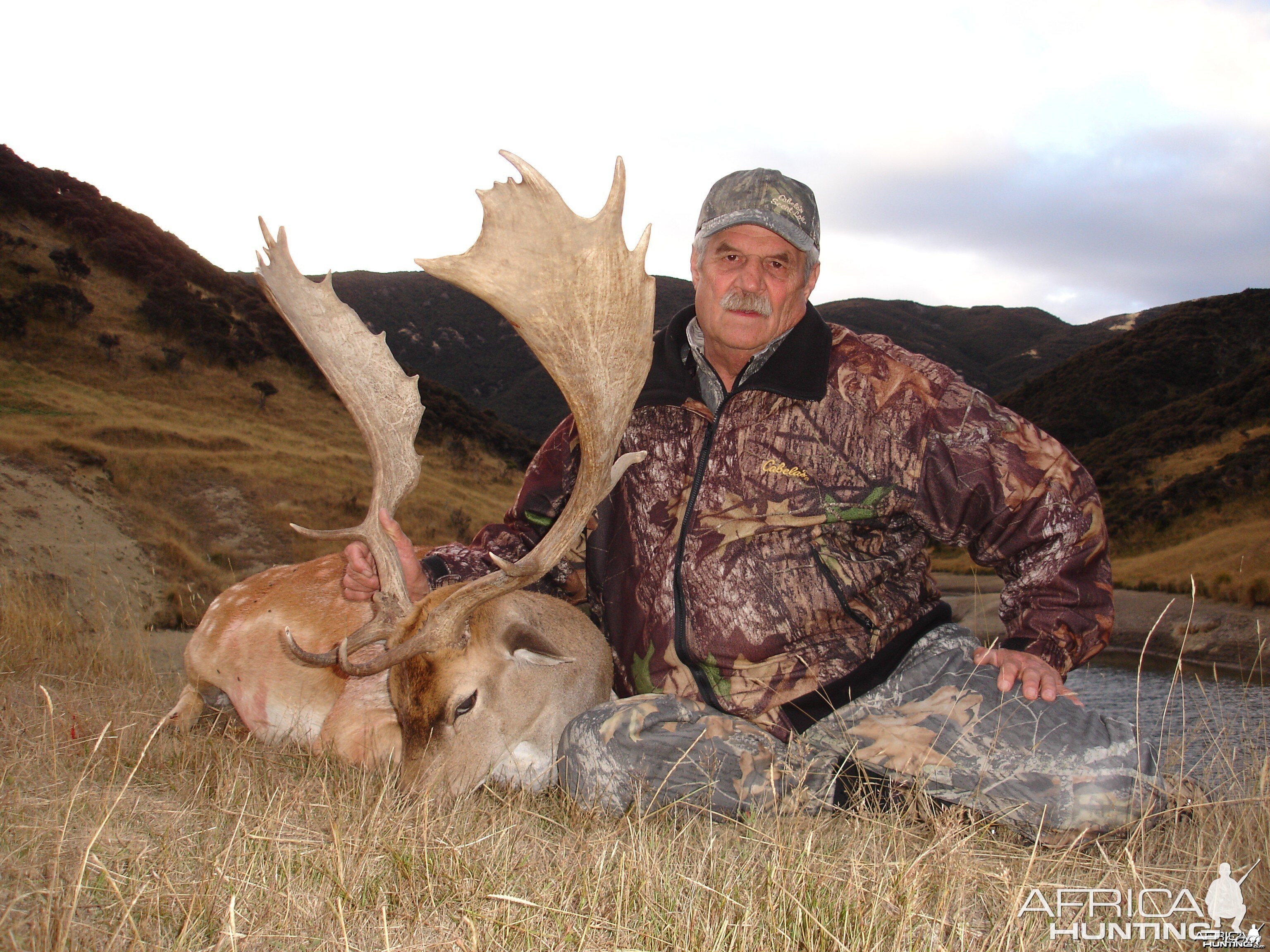 Fallow Deer