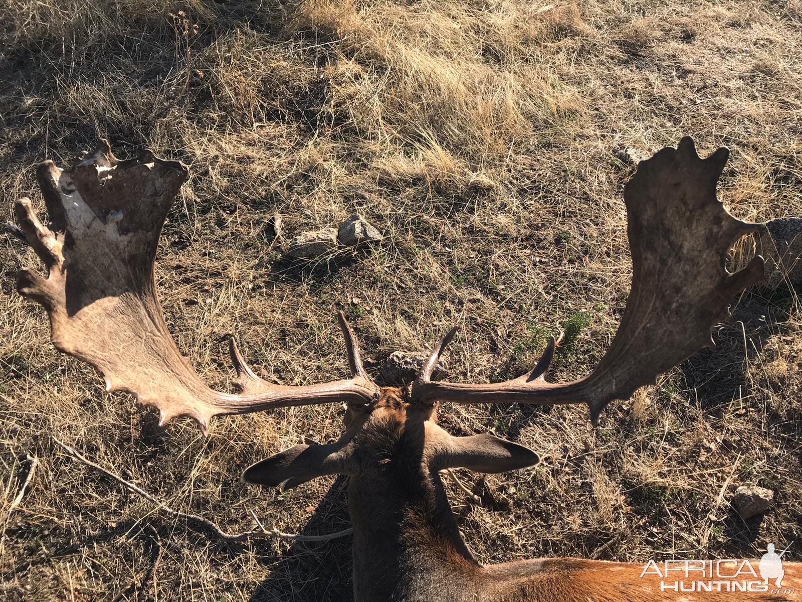 Fallow Deer