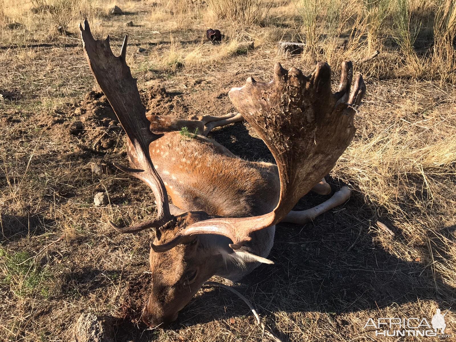 Fallow Deer