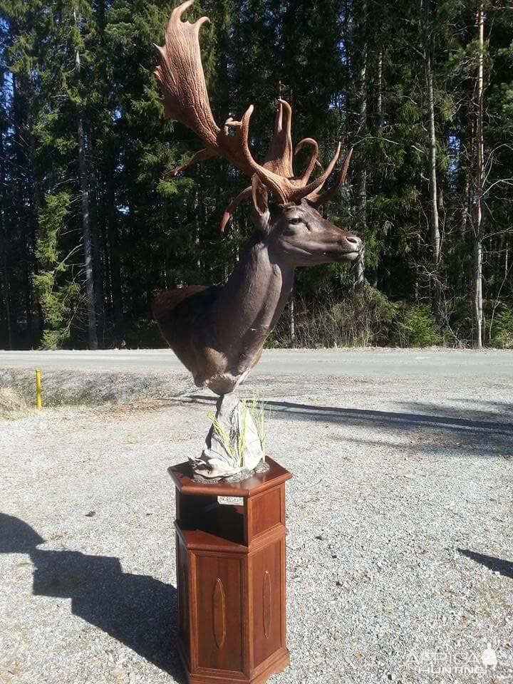 Fallowdeer