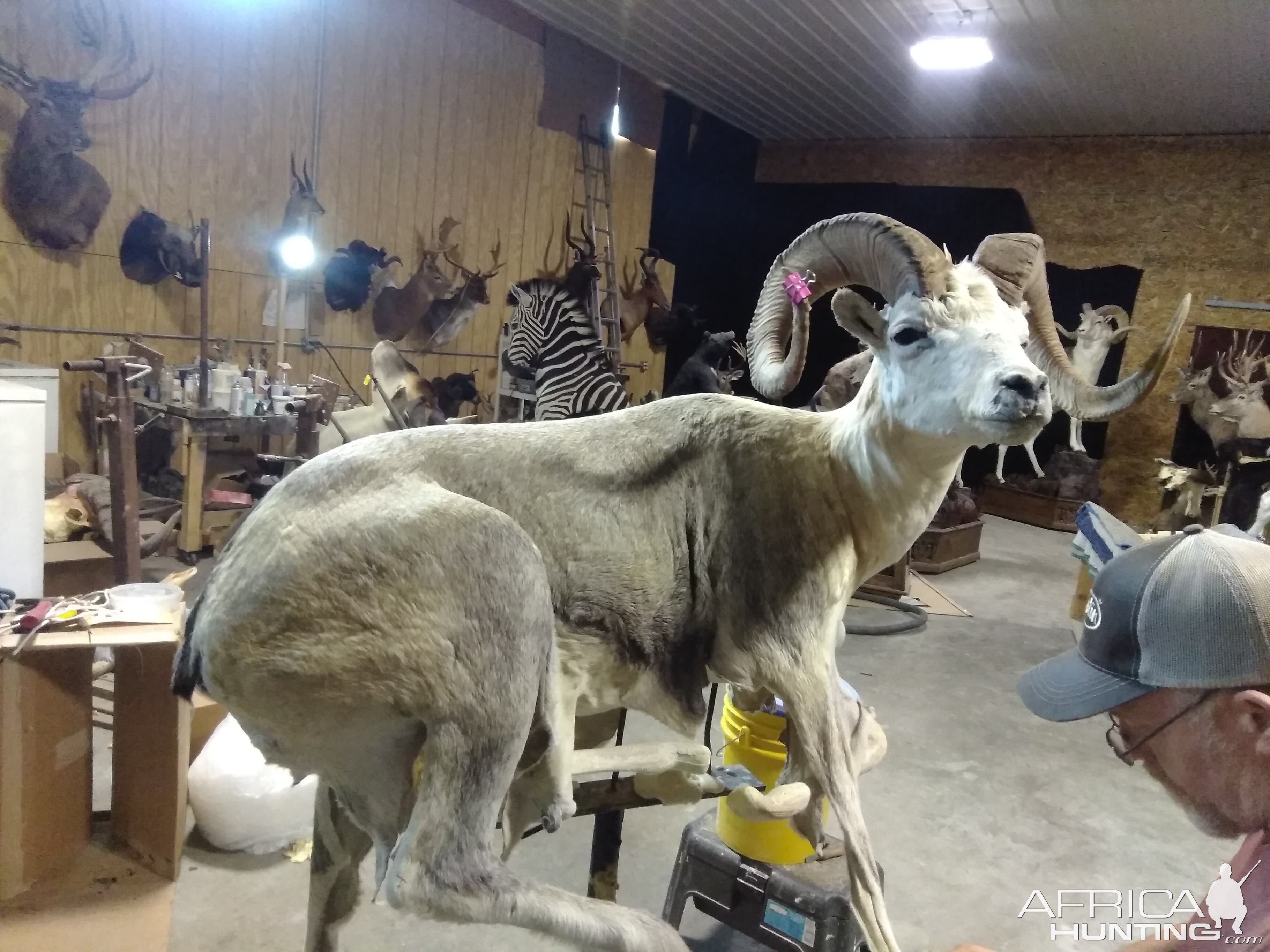 Fannin Sheep Full Mount Taxidermy