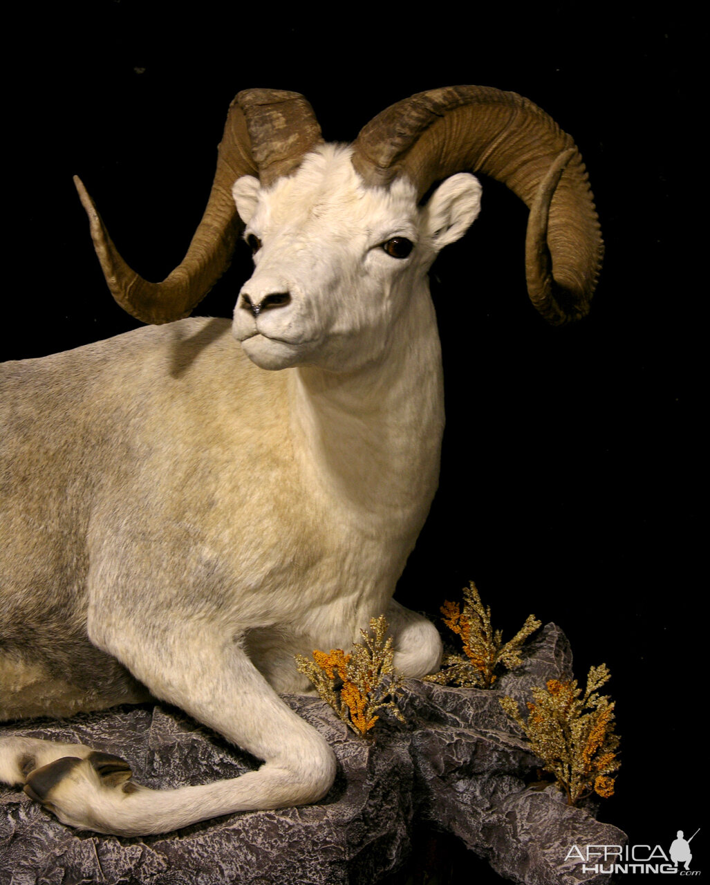Fannin Sheep Full Mount Taxidermy