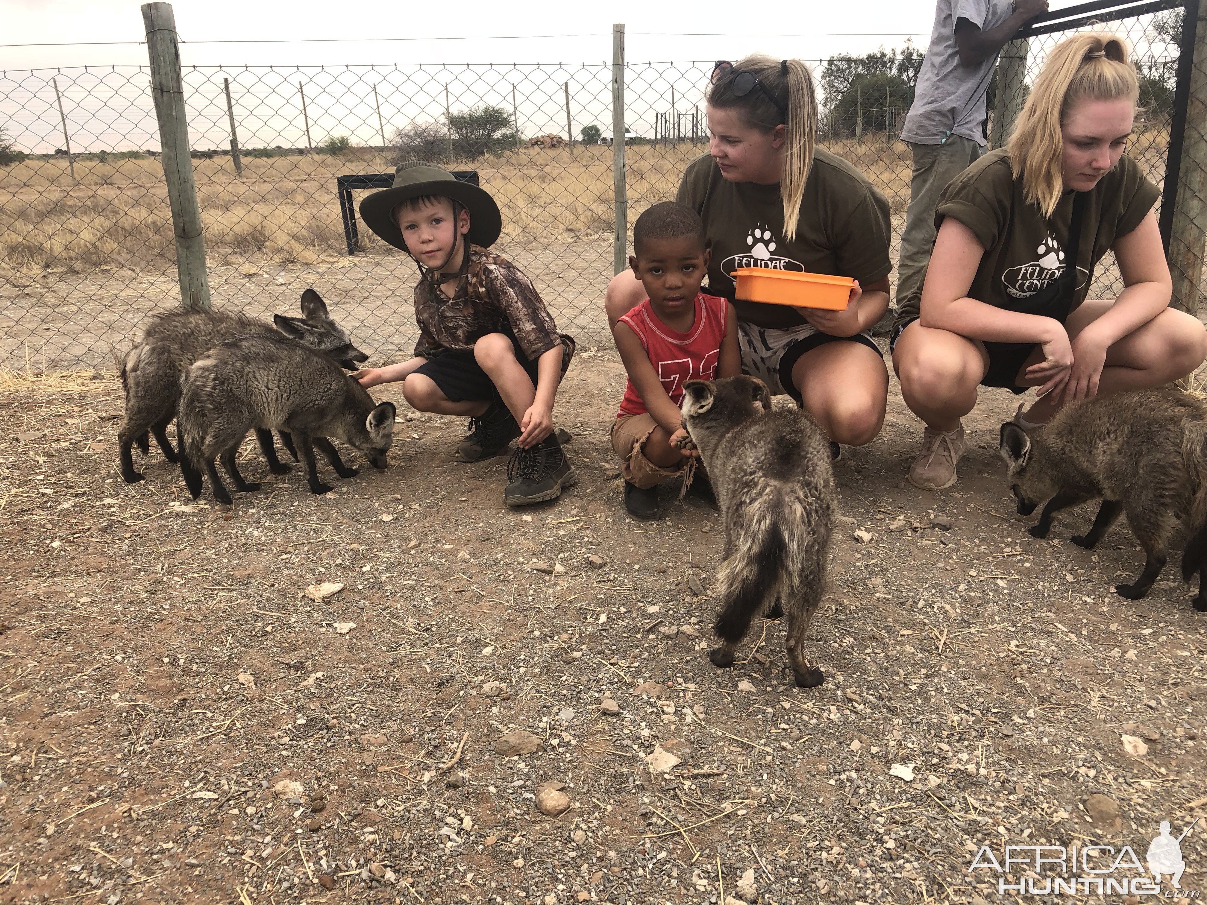 Feeding Bat-eared Foxes