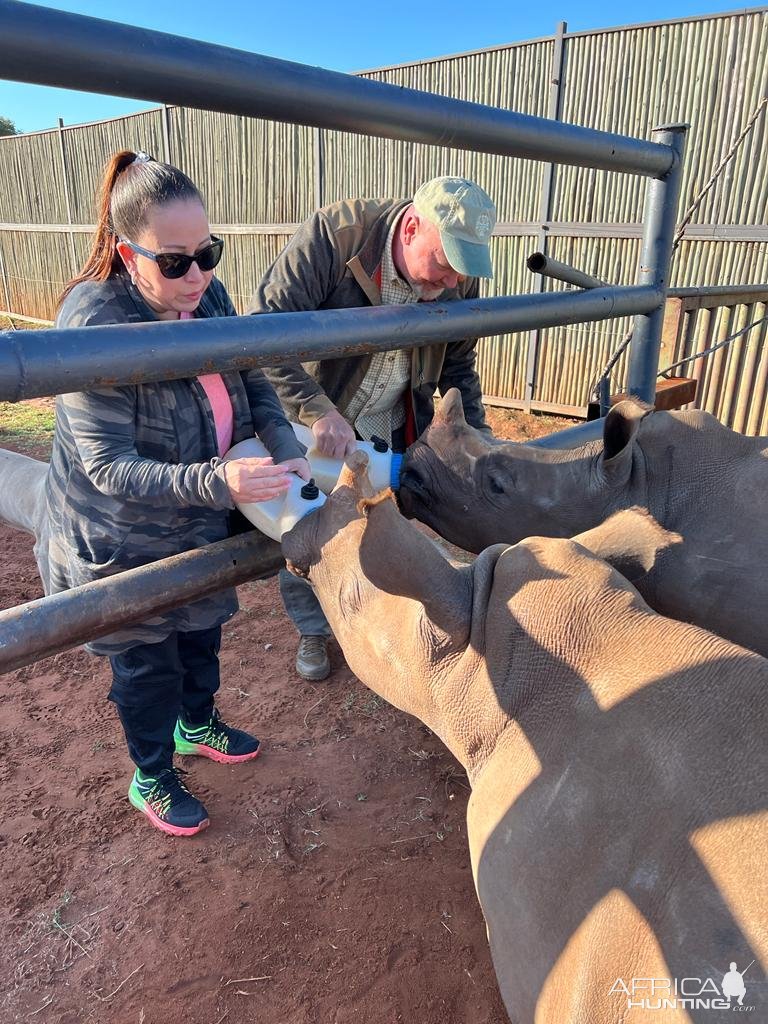 Feeding Rhino Limpopo South Africa