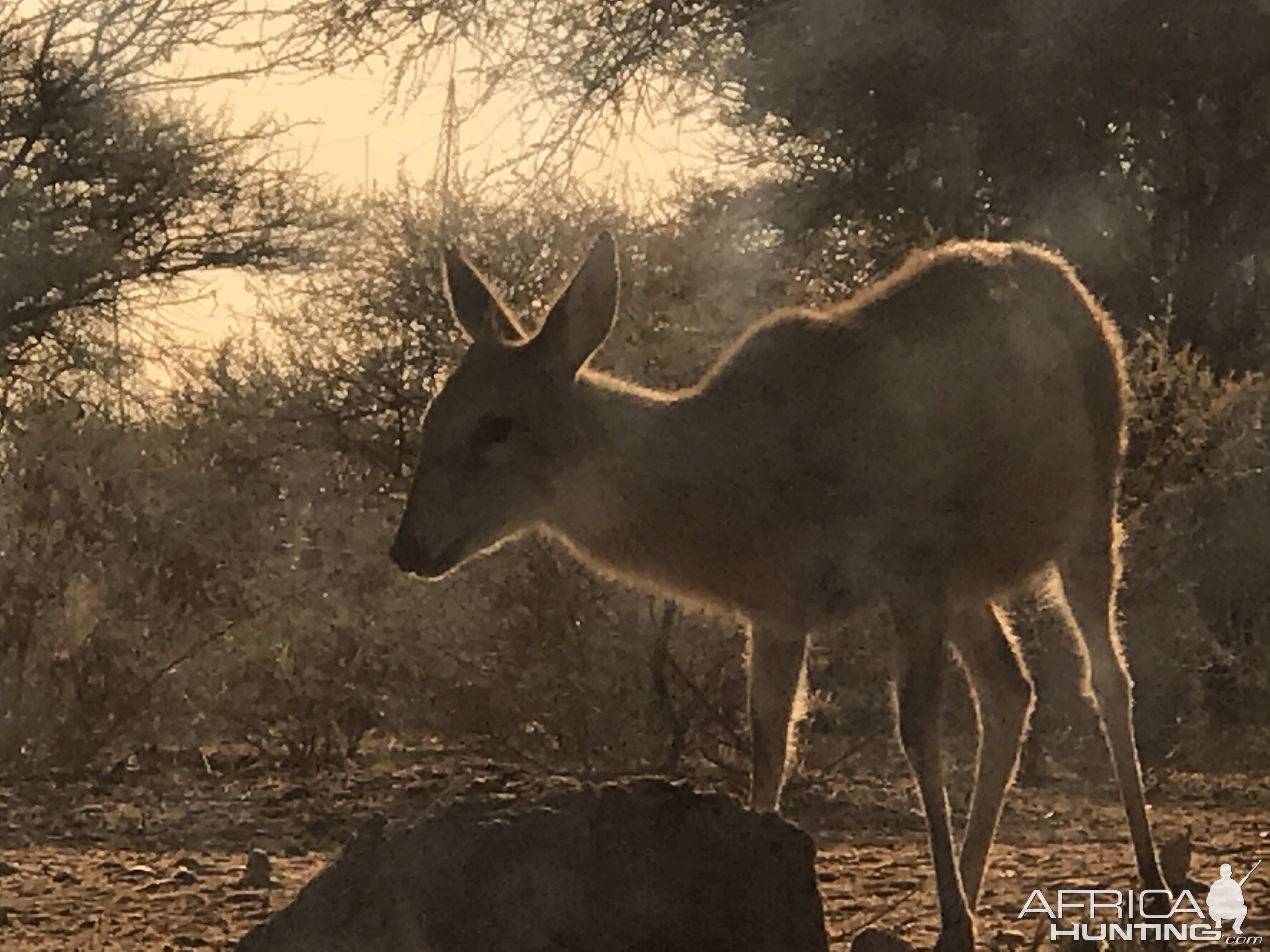 Female Duiker in South Africa