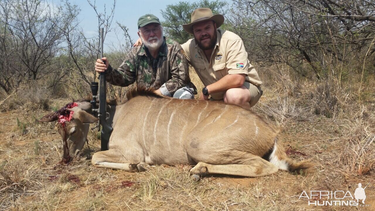 Female Kudu Cull Hunt in South Africa