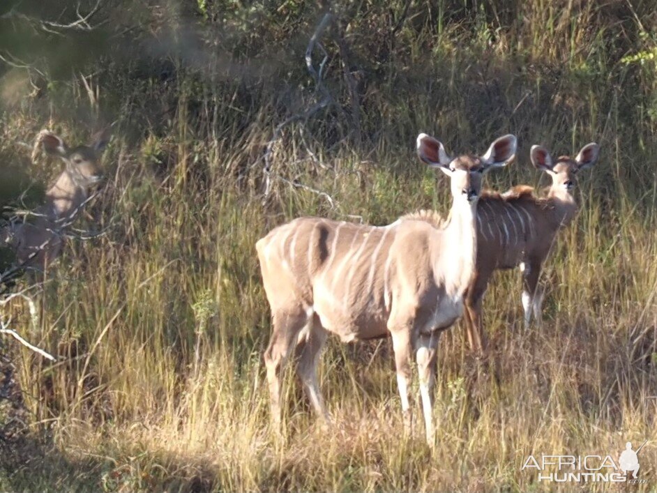 Female Kudu With Offspring South Africa