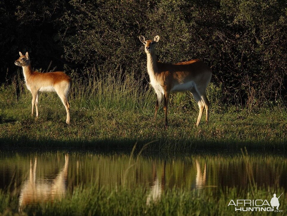 Female Lechwe & Younster South Africa