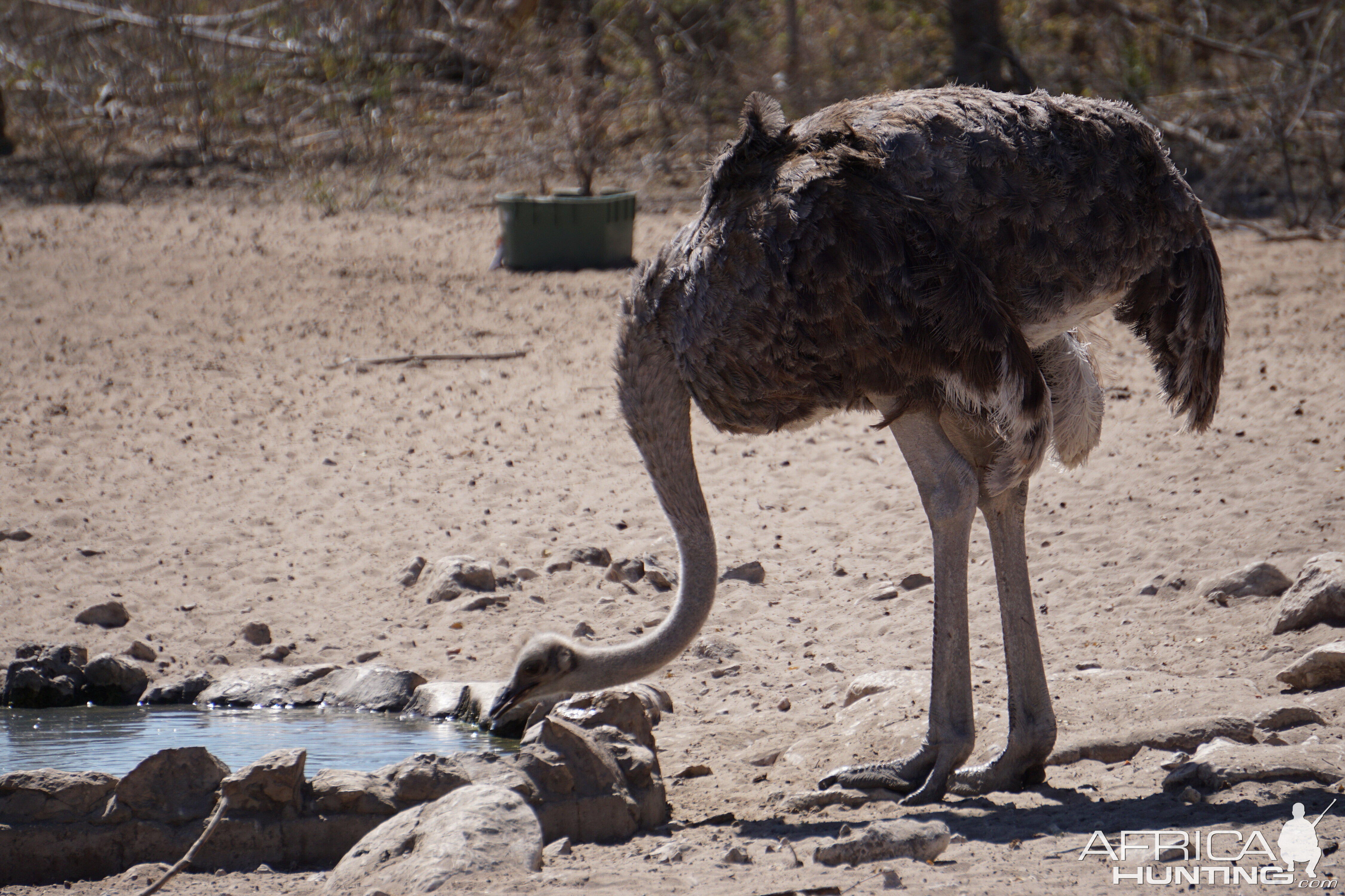 Female Ostrich Namibia