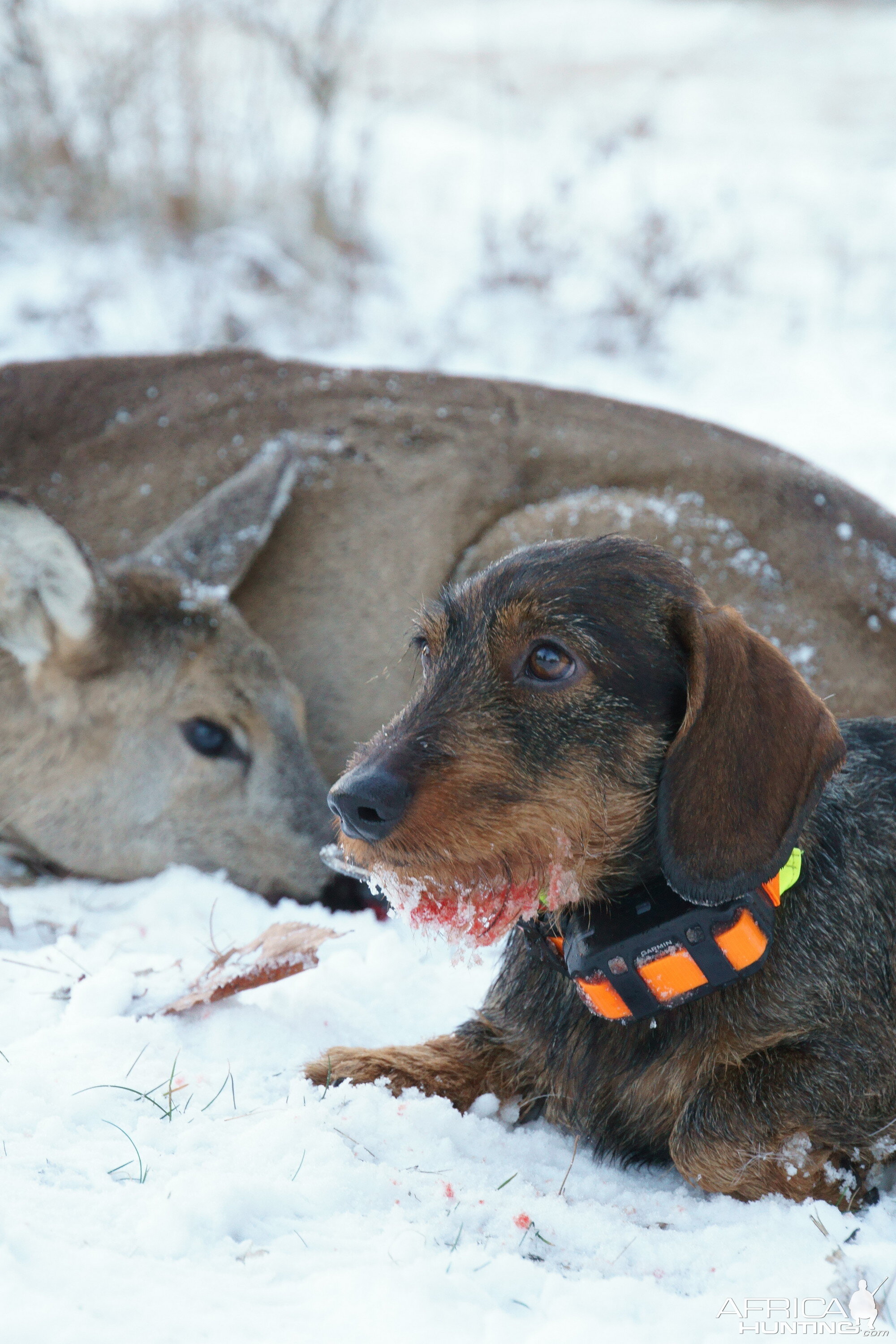Female Roe Deer Hunt & Hunting dog