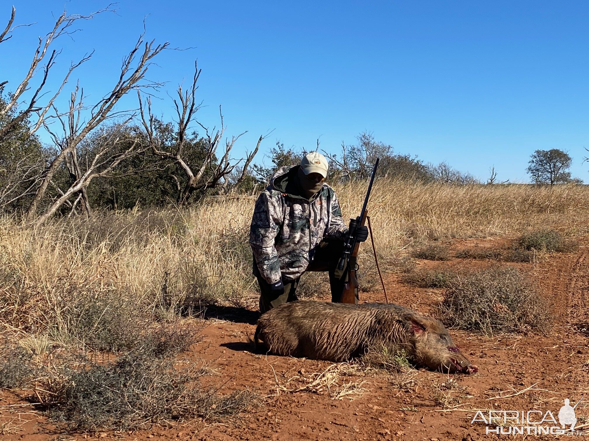 Feral Hog Hunting Texas USA