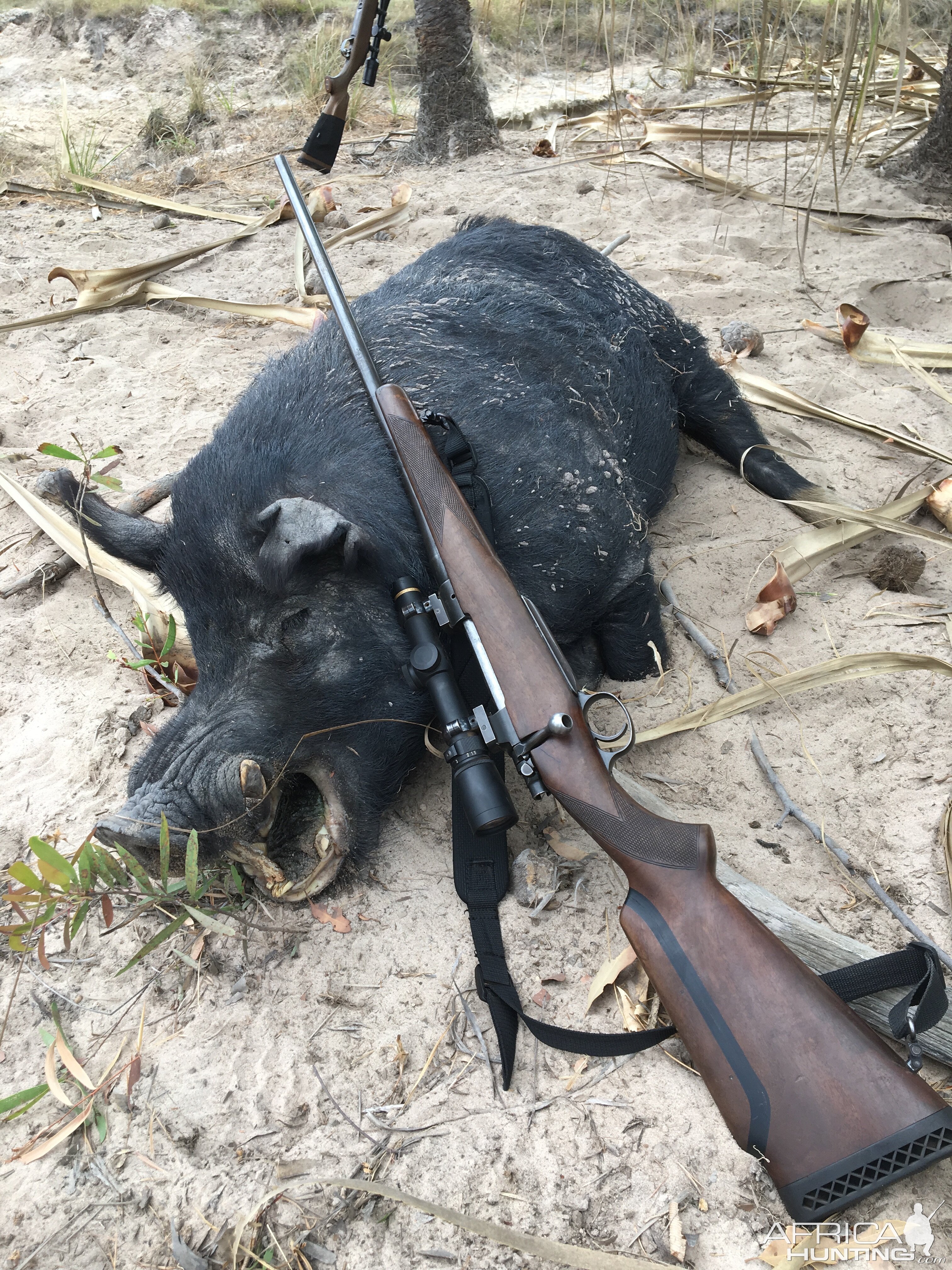 Feral Pig Hunt Australia
