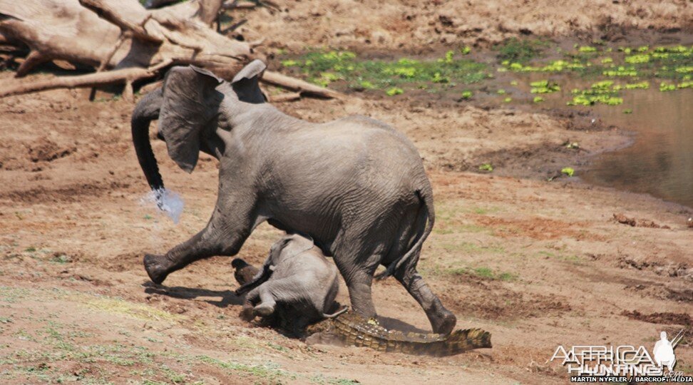 Ferocious Crocodile attacking Elephant