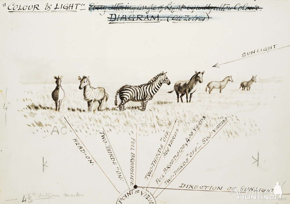 Field sketch made by British hunter and naturalist Abel Chapman