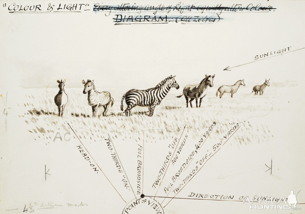 Field sketch made by British hunter and naturalist Abel Chapman