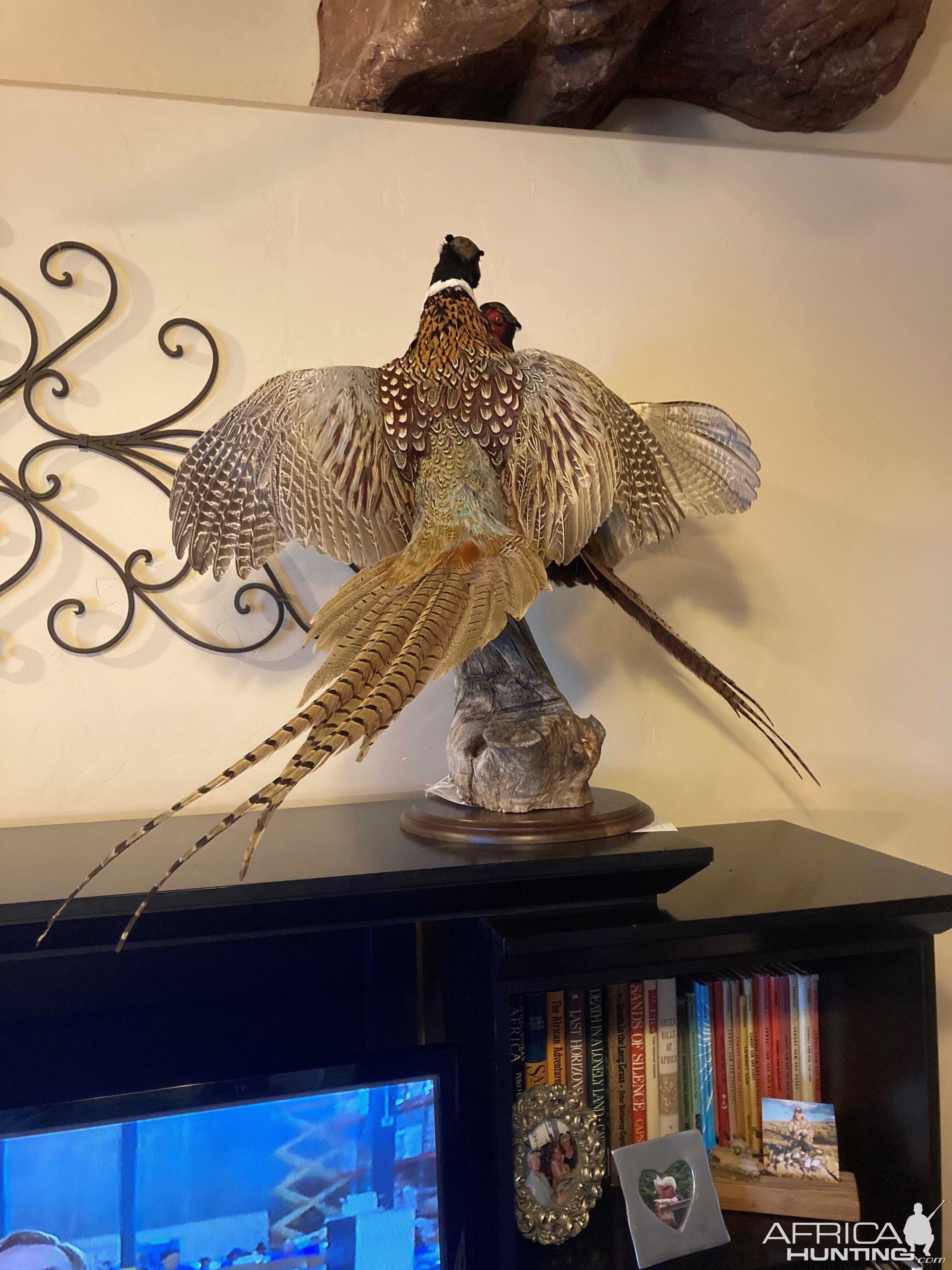 Fighting Pheasants Taxidermy