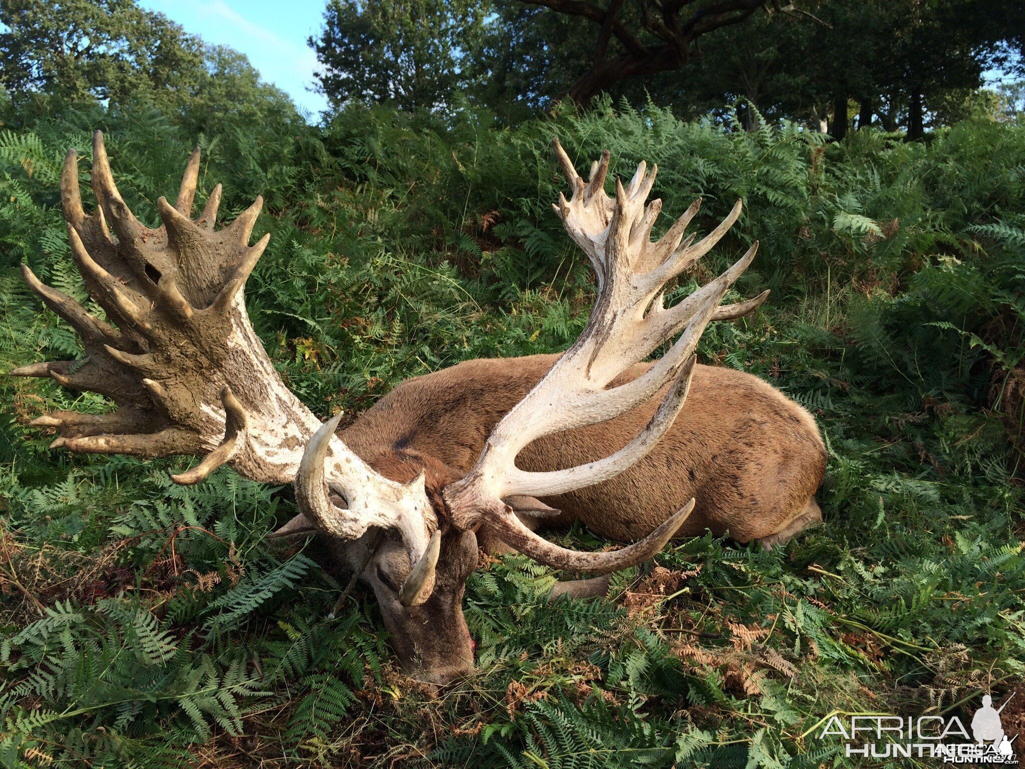 Fingers crossed the new British Record Red Stag