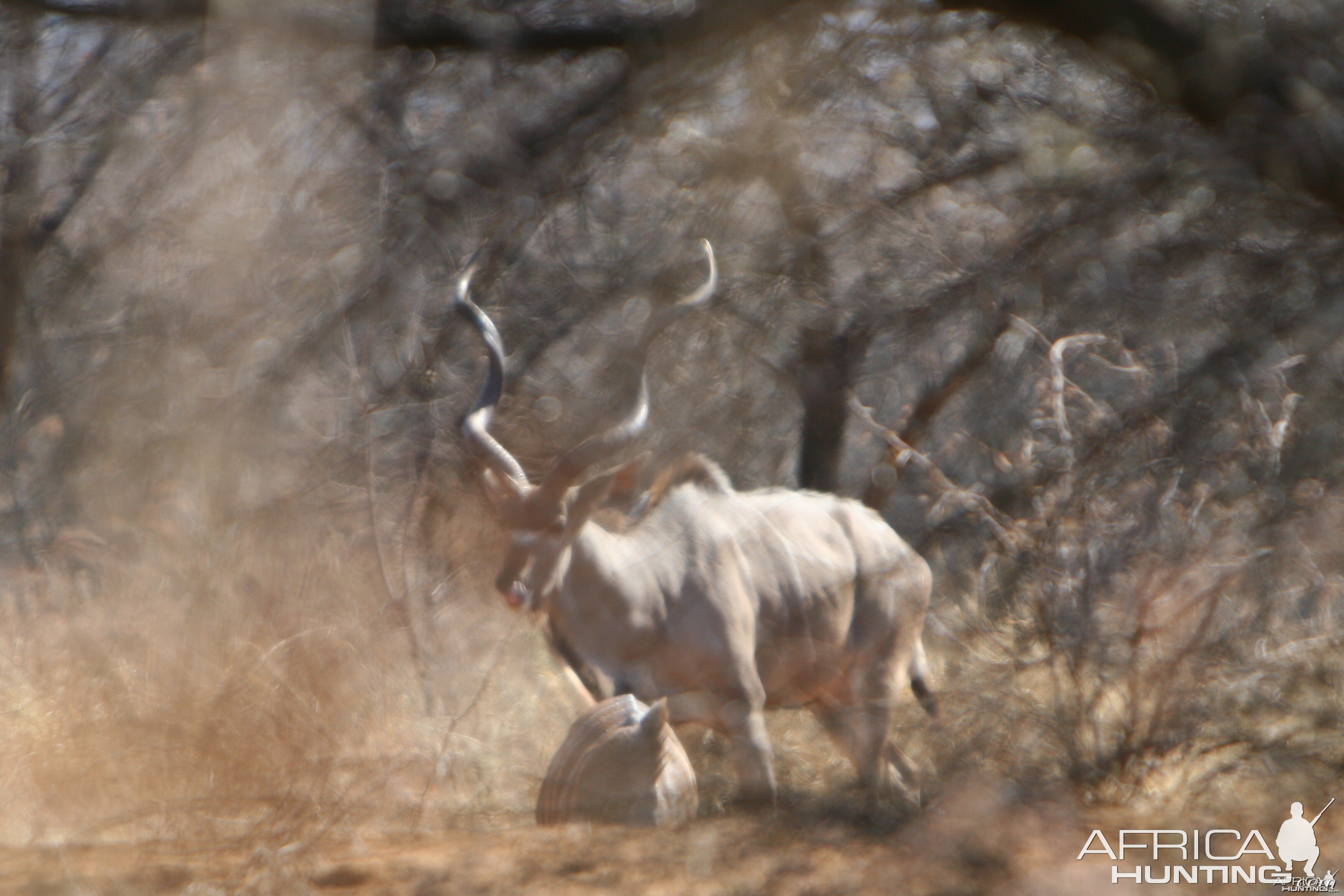 First Kudu Bull