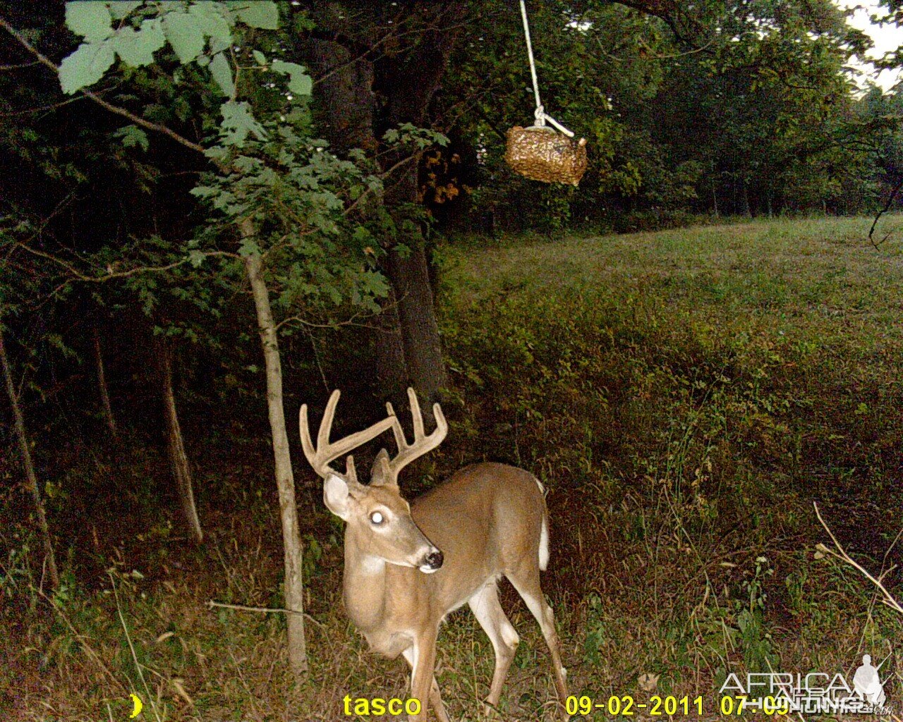 First look at a Buck