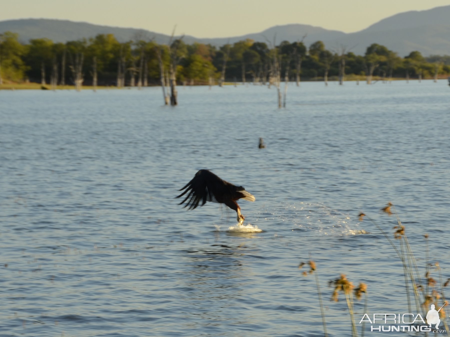 Fish Eagle, Lake Kariba