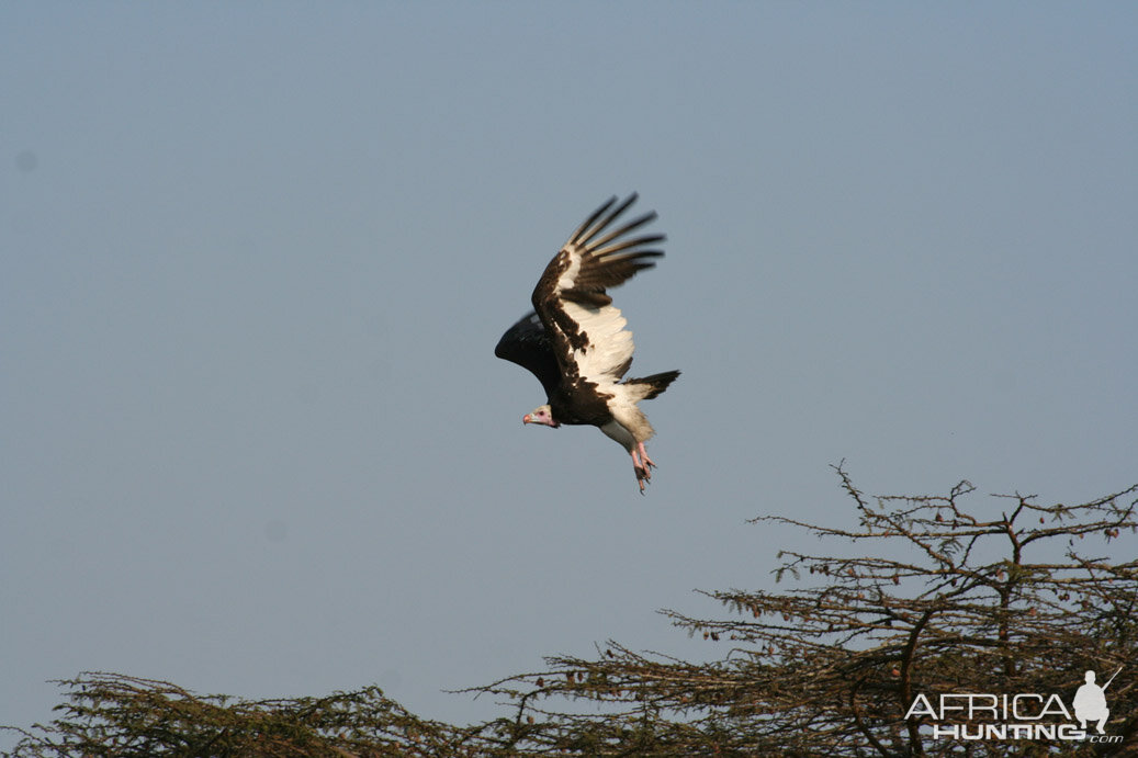 Fish Eagle Luganzo Tanzania