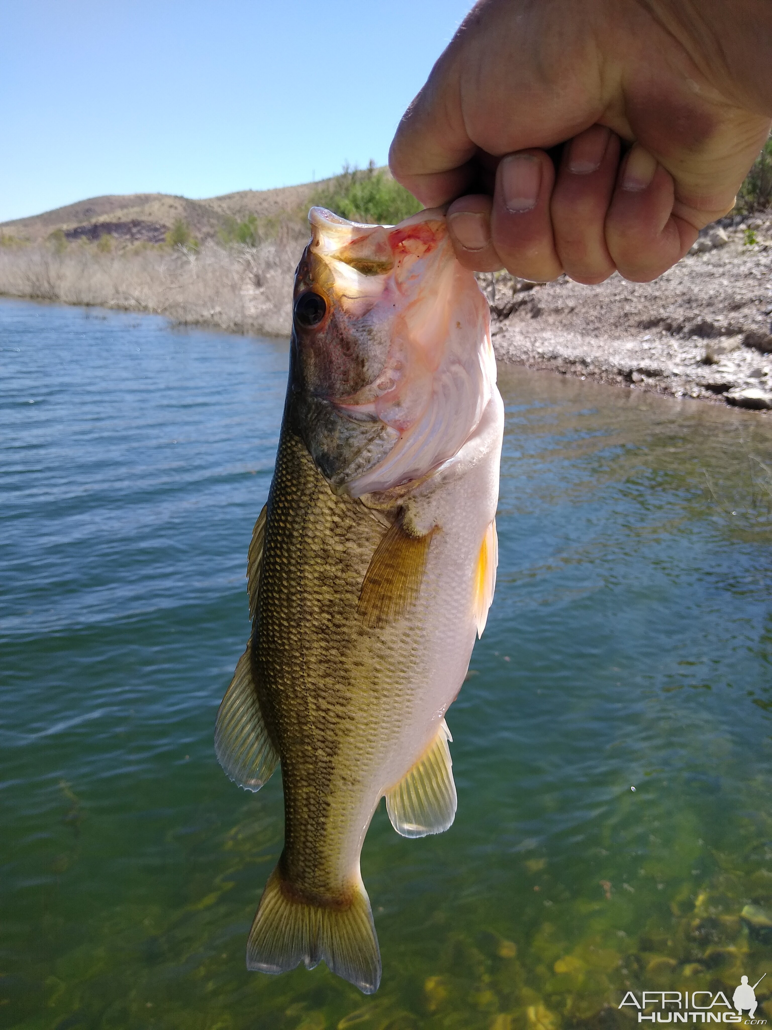 Fishing Arizona