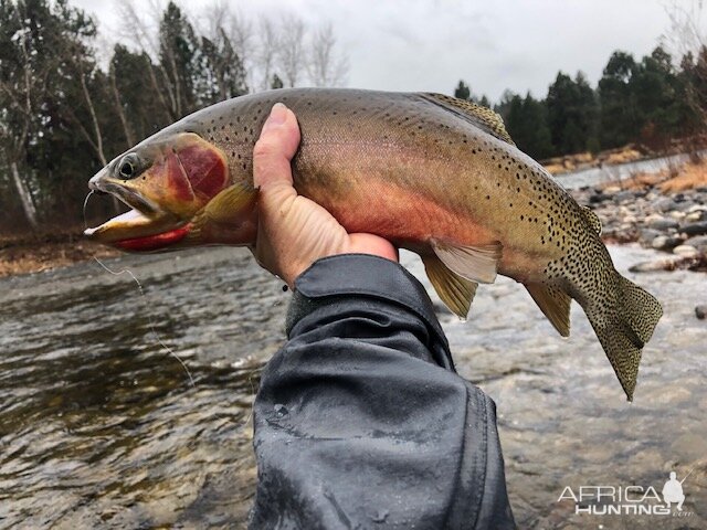 Fishing Rainbow Trout in USA