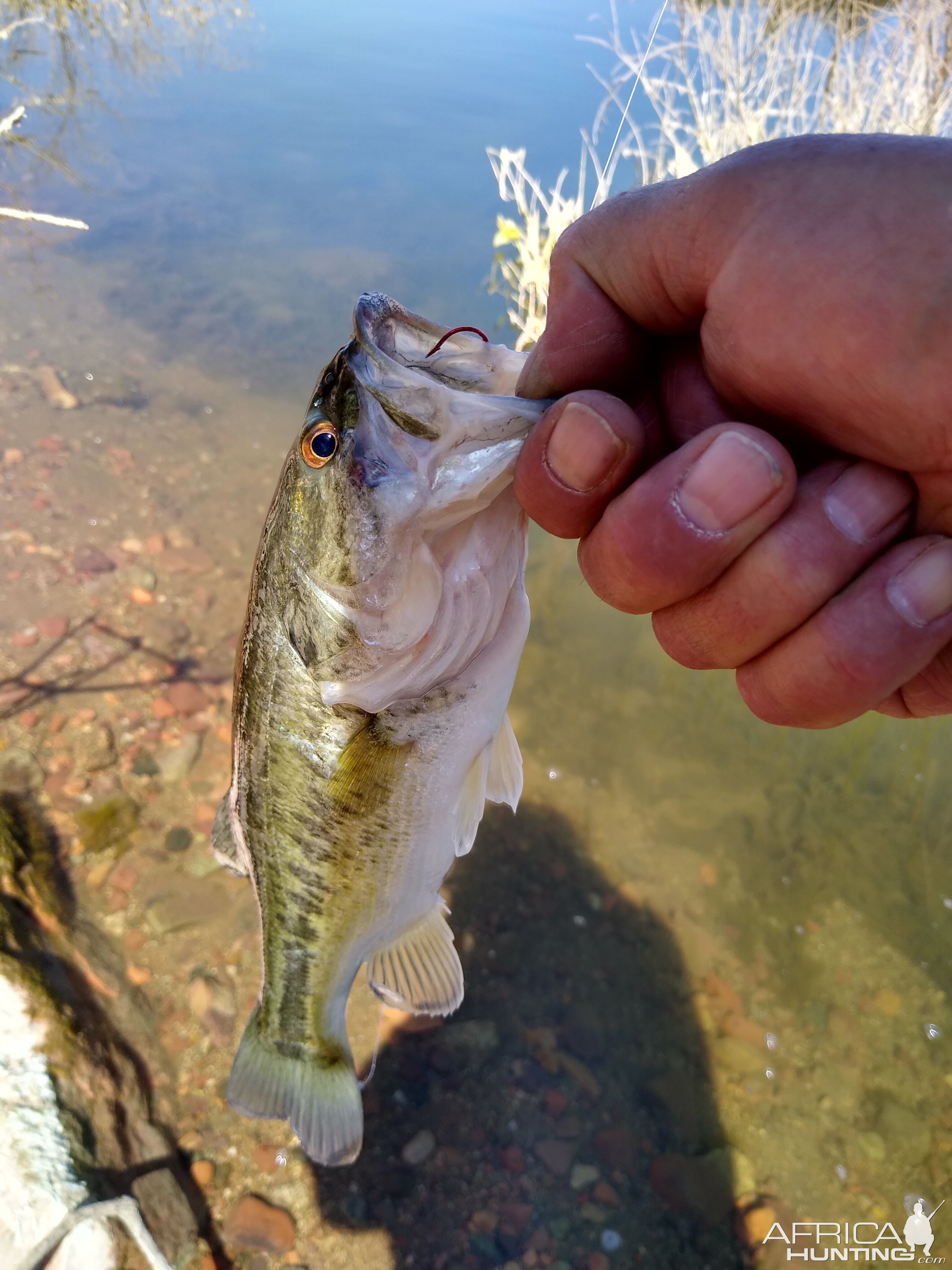 Fishing Roosevelt Lake Arizona