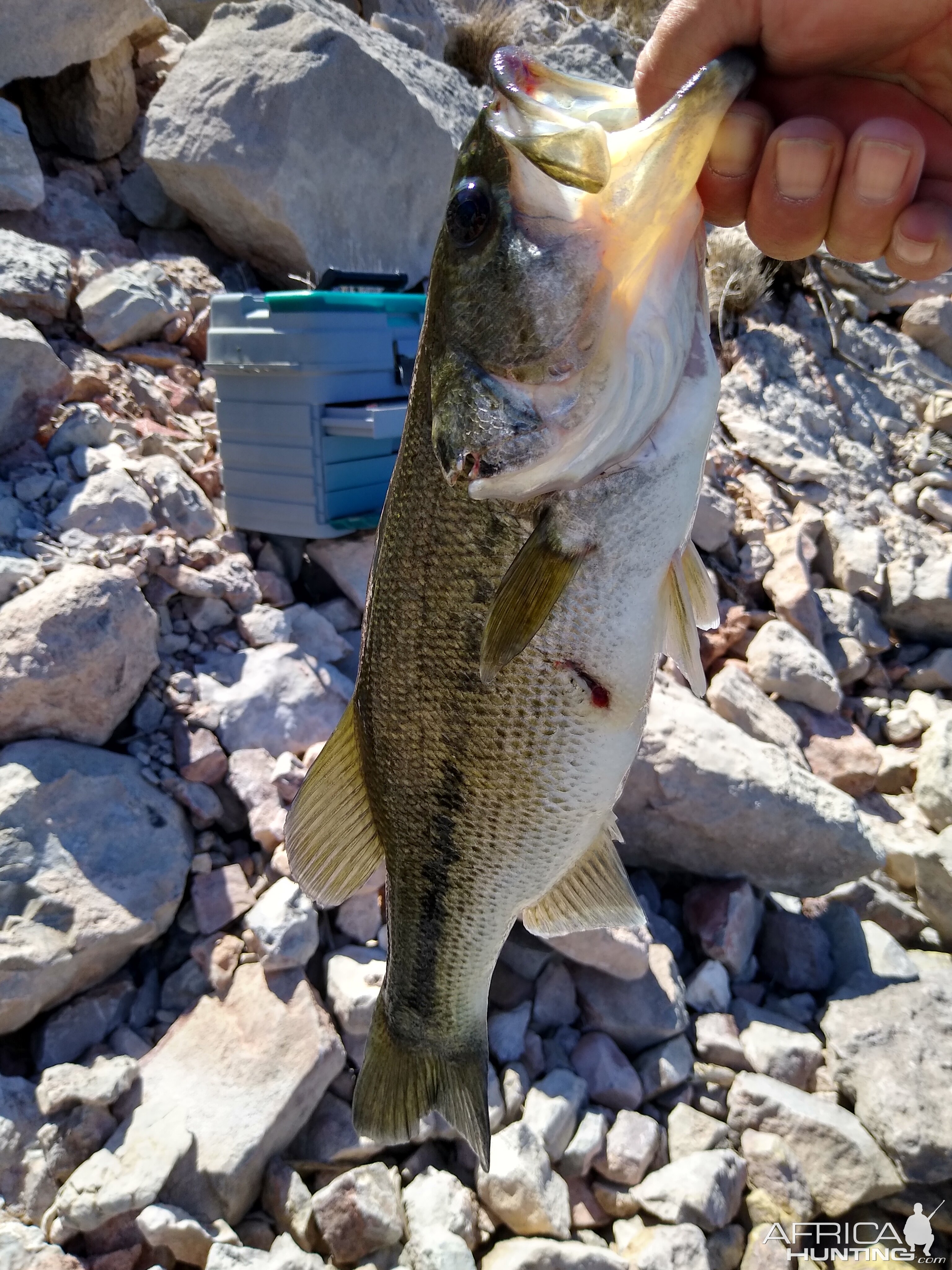 Fishing Roosevelt Lake Arizona