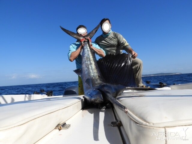 Fishing Sailfish