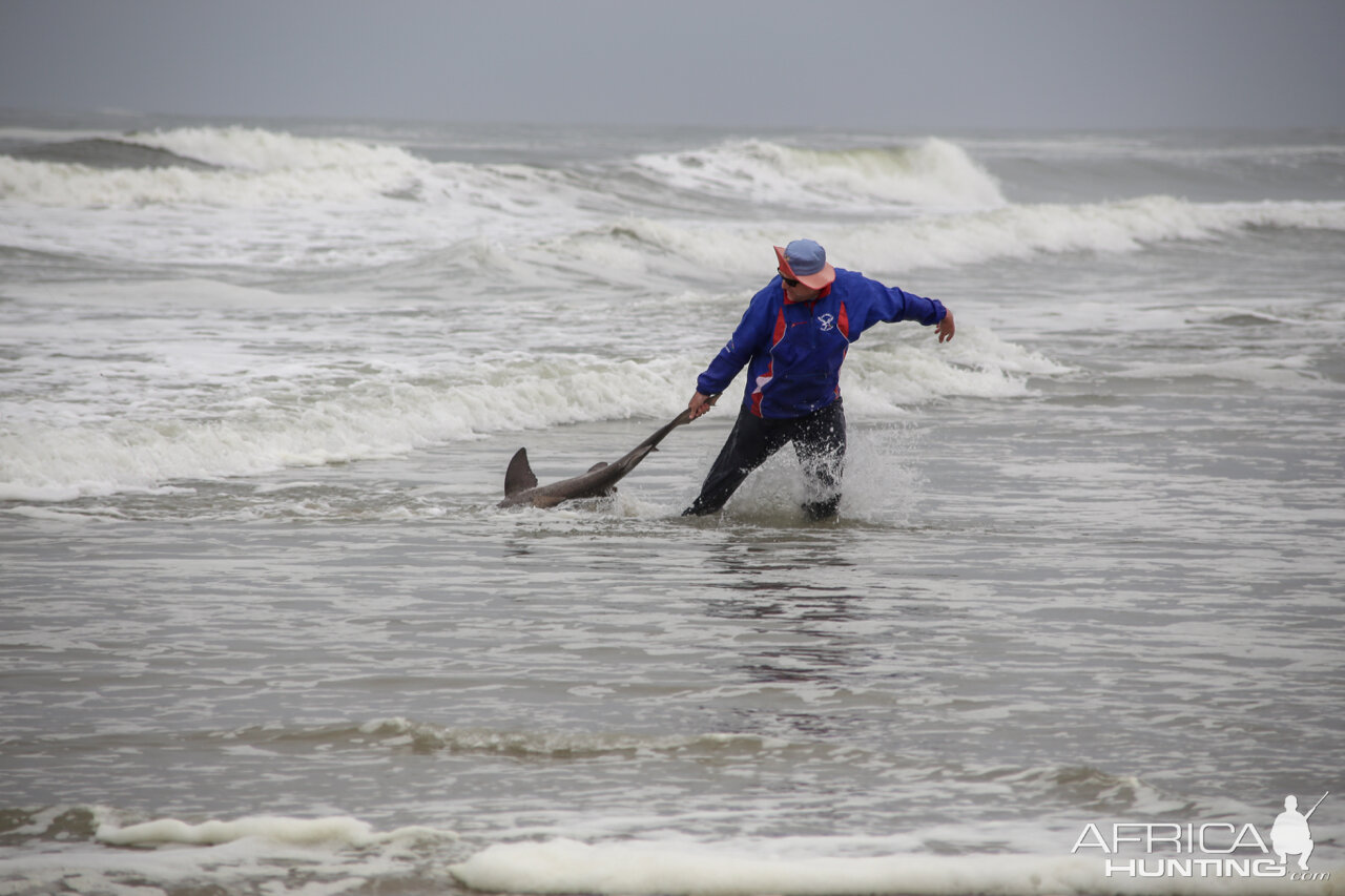 Fishing Spotted Gully Shark in Namibia