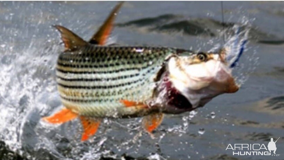 Fishing Tigerfish in Zimbabwe