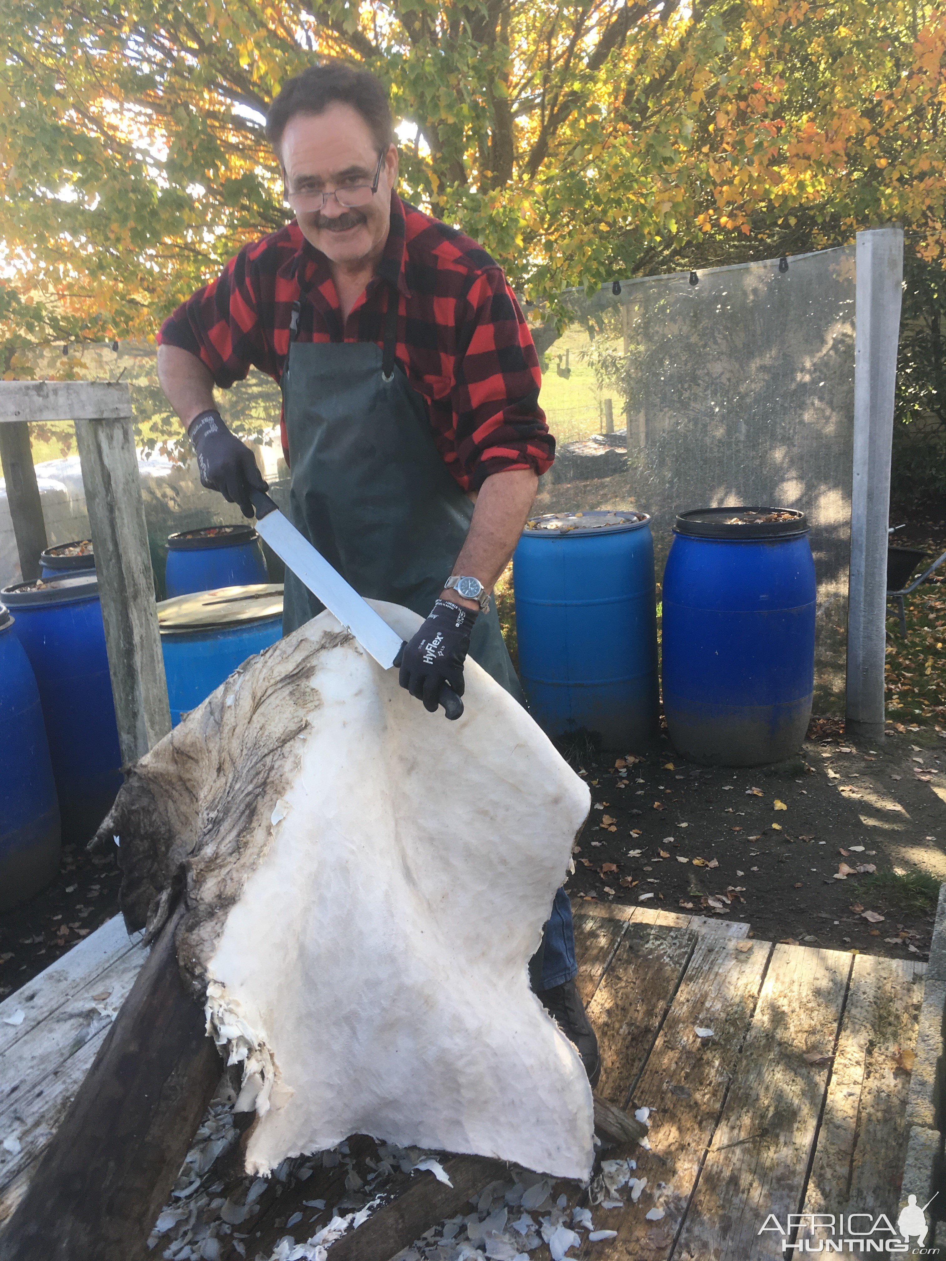 Fleshing Buffalo Skin Taxidermy