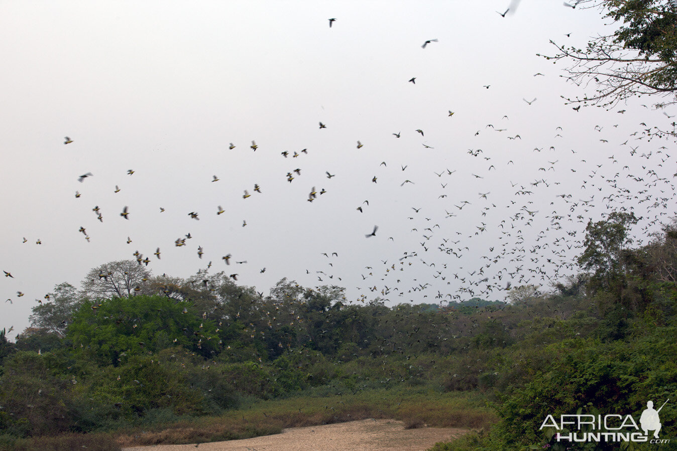 Flight on Pigeaons in CAR