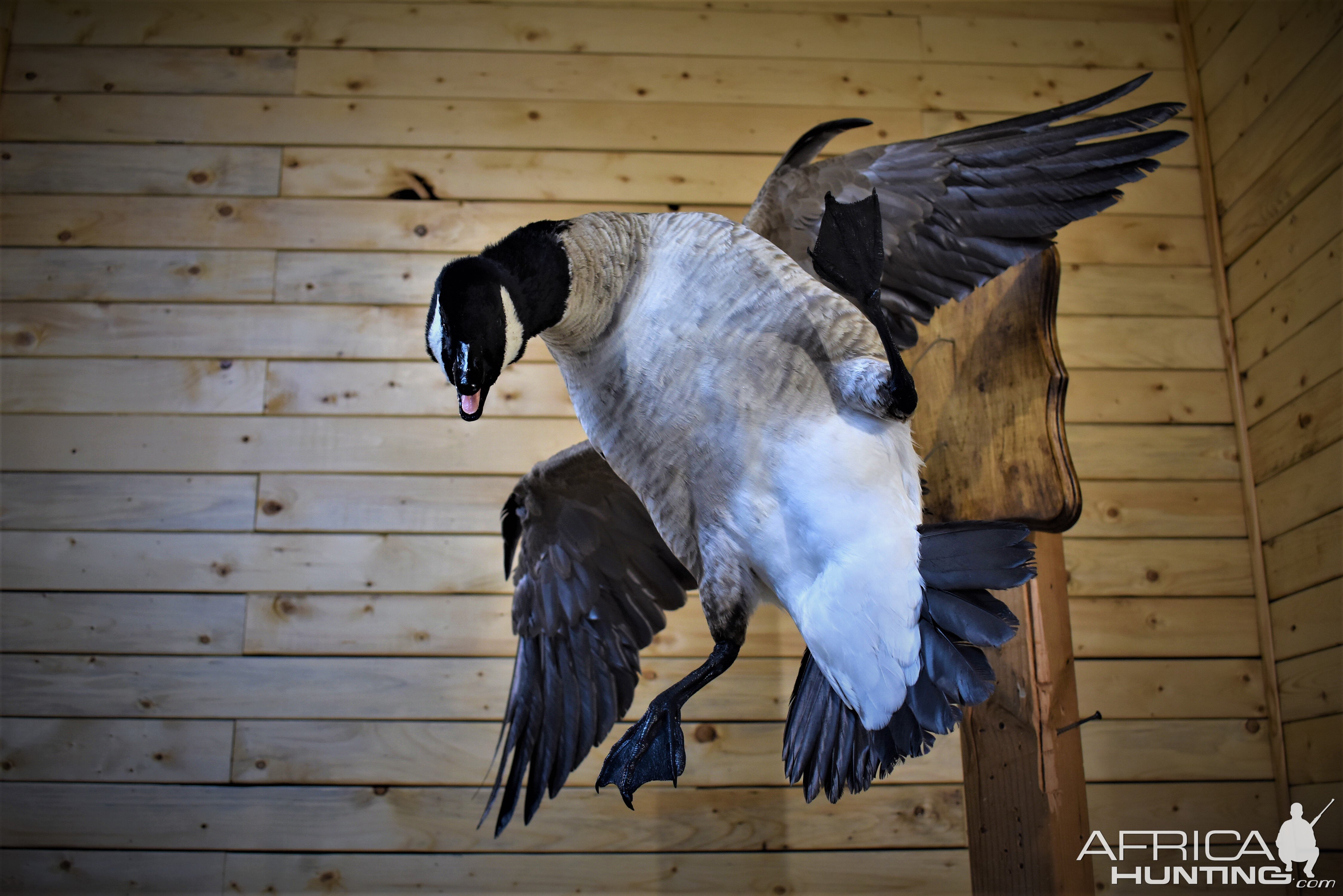 Flying Goose Mount