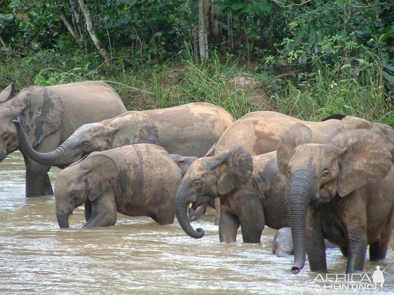 Forest Elephant