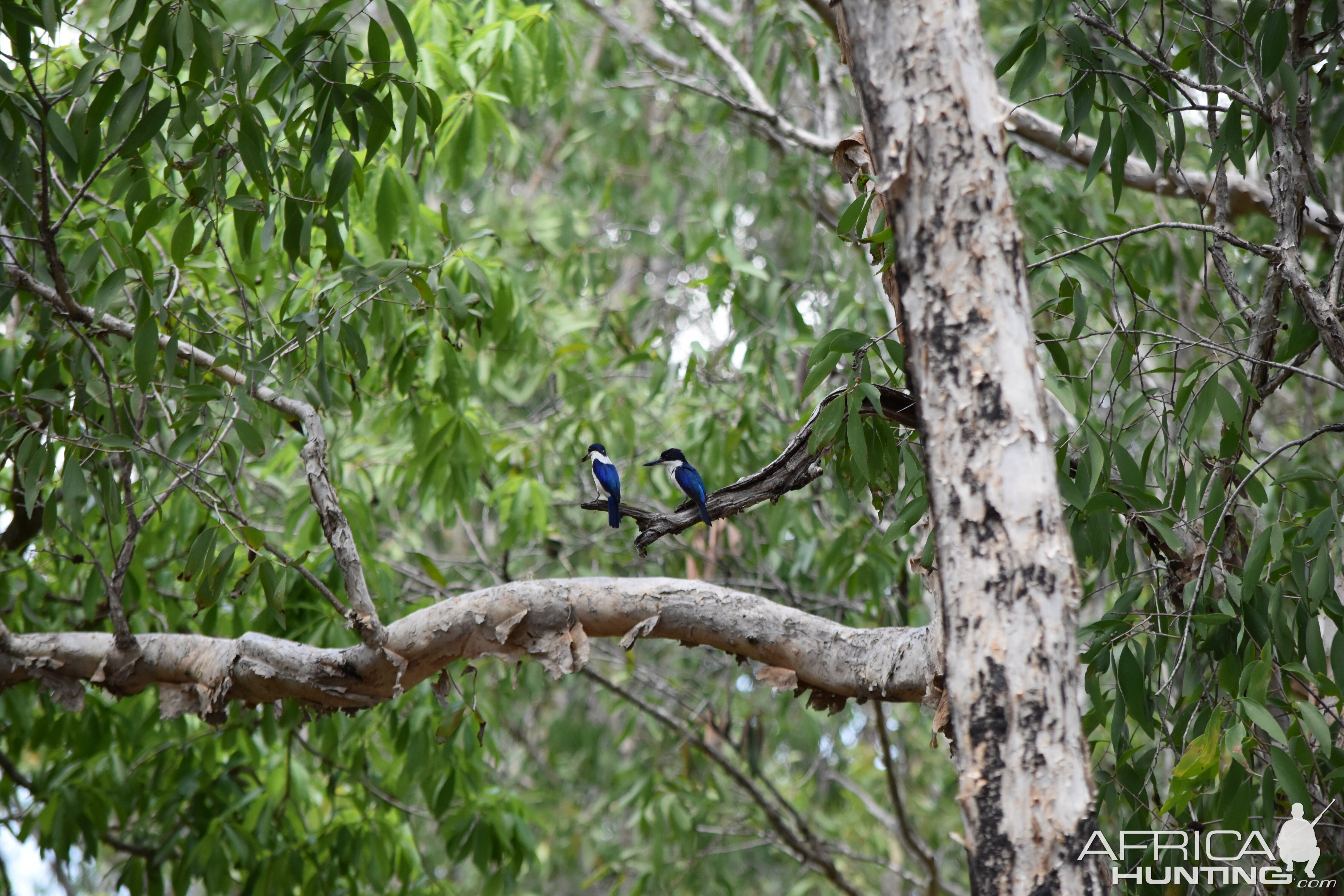 Forest Kingfisher in Australia