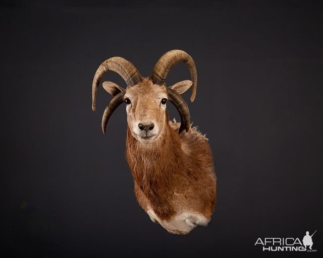 Four Horned Sheep Shoulder Mount Taxidermy