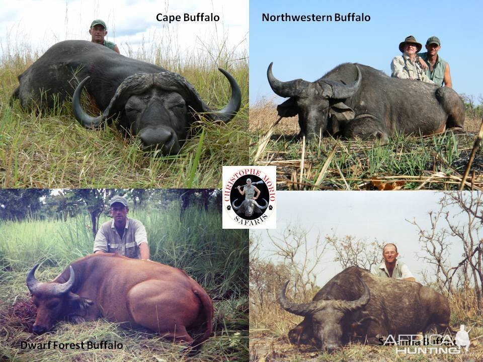 Four of the five species of buffaloes in Africa..