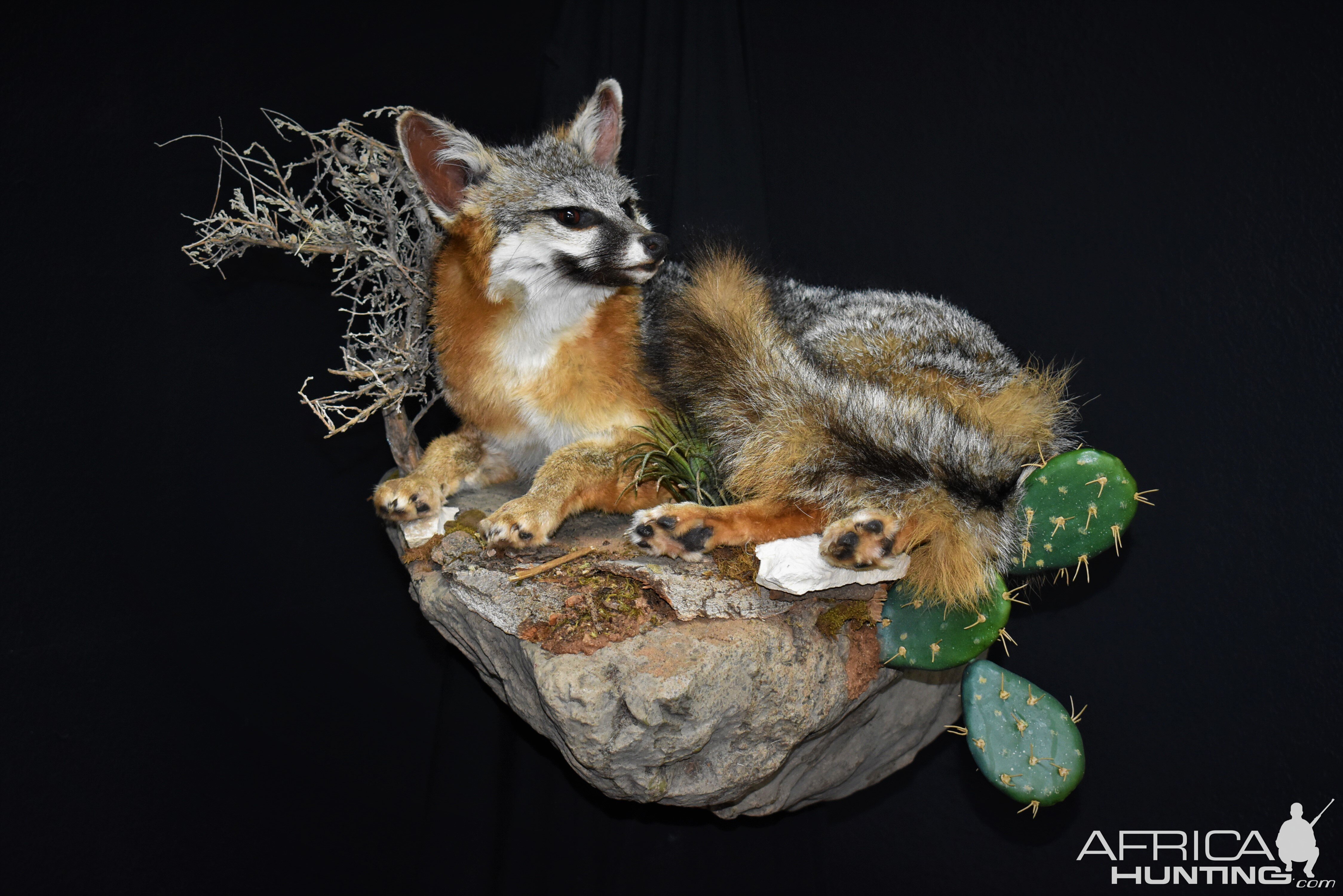 Fox Full Mount Taxidermy